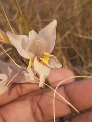 Gladiolus carinatus