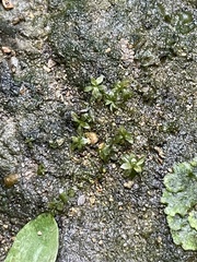 Hyophila involuta