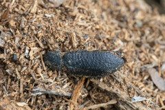 Iphthiminus serratus