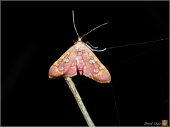 Rhectothyris gratiosalis