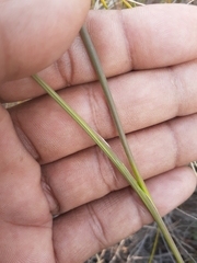 Gladiolus carinatus