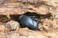 Coelocnemis dilaticollis