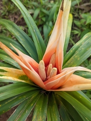 Freycinetia arborea