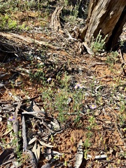 Brachyscome ciliaris