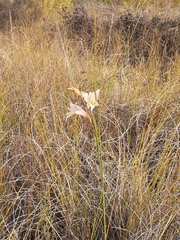 Gladiolus carinatus