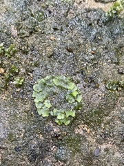 Hyophila involuta