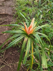 Freycinetia arborea