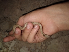 Hypsiglena chlorophaea