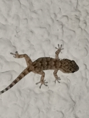 Tarentola mauritanica mauritanica