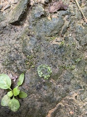 Hyophila involuta