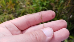 Rhynchospora capillacea