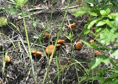 Omphalotus subilludens