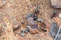 Myrmecophilus