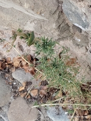 Reseda alba