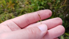 Rhynchospora capillacea