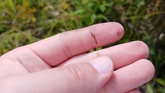 Rhynchospora capillacea