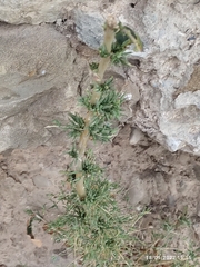 Reseda alba