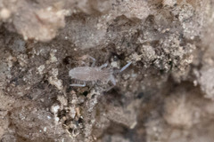 Entomobrya