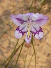 Gladiolus inflatus