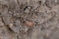 Myrmecophilus