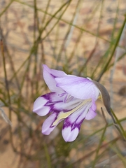 Gladiolus inflatus