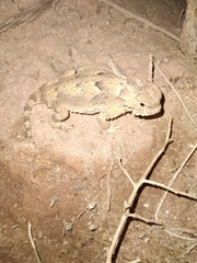 Phrynosoma platyrhinos