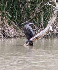 Phalacrocorax sulcirostris