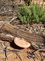 Trametes coccinea