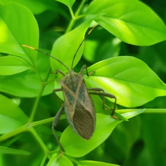 Ochrochira
