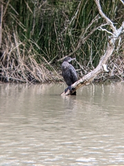 Phalacrocorax sulcirostris