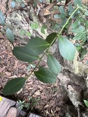 Atalantia buxifolia