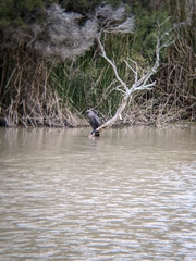 Phalacrocorax sulcirostris