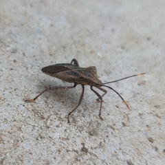 Ochrochira