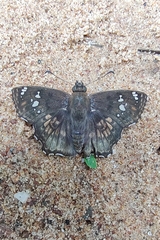 Caprona ransonnettii