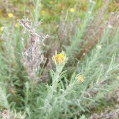 Chrysocephalum semipapposum