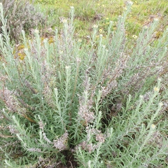 Chrysocephalum semipapposum