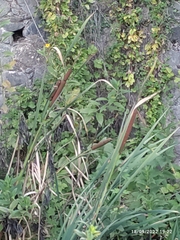 Typha angustifolia