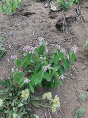 Apocynum androsaemifolium