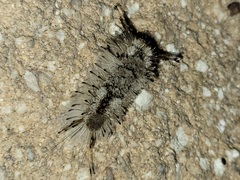 Dasychira meridionalis