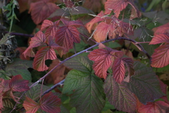 Rubus × idaeoides