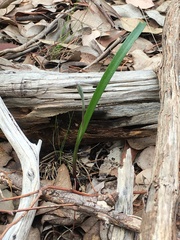 Thelymitra pauciflora