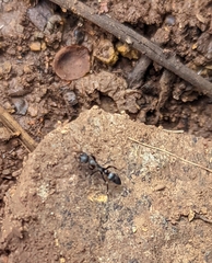 Leptogenys falcigera