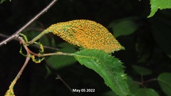 Phragmidium rosae-multiflorae