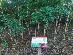 Coffea arabica