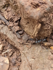 Leptogenys falcigera