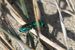 Chrysidinae