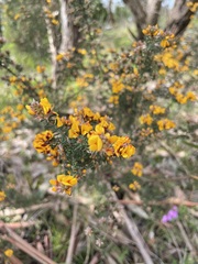 Pultenaea gunnii