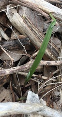 Thelymitra pauciflora