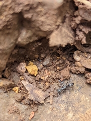 Leptogenys falcigera