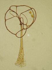 Clastoderma microcarpum